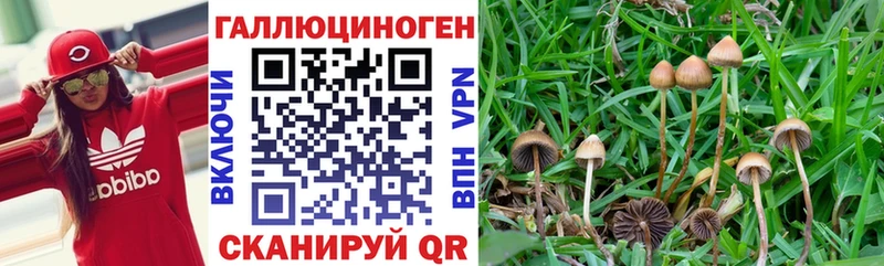 купить цена Карачев Псилоцибиновые грибы мицелий